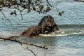 Amazing close up of two huge elephants fighting in the waters of an African river Royalty Free Stock Photo