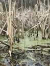 Amazing closeup abstract view of vertical dried cane, rush, reed in spring swamp dark background