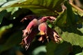 Amazing closeup on a plant in a nature