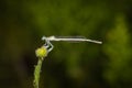 Amazing closeup of damselfly resting on a green flower in the natural environment. Natural sun light Afternoon macro Royalty Free Stock Photo