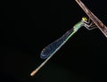 closeup of damselfly resting on the leaf in the natural environment. Natural sunrise light morning macro with water drople