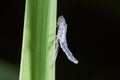 Closeup of damselfly resting on the leaf in the natural environment. Natural sunrise light morning macro with water drople