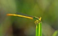 Amazing closeup of damselfly resting on the leaf in the natural environment. Natural sunrise light morning macro with water Royalty Free Stock Photo