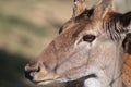 Amazing closeup Deer photography in nature