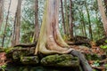 Amazing closeup detailed fragment of view of natural art of a tree sitting on the rock, stone in autumn woods