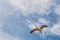 Amazing closeup of a flying European herring gull under the beautiful clouds