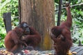 Amazing closeup of a group of wild orang utan