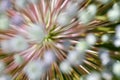 Amazing closeup on a plant in a nature