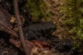Amazing closeup shot of a common toad in nature Royalty Free Stock Photo