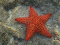 Amazing closeup shot of red starfish under the water Royalty Free Stock Photo