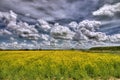 Amazing Cloudy Sky Over an Early Field of Mustard