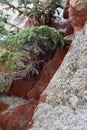 Amazing Cluster of Lady Bugs Hibernating on Rocks Royalty Free Stock Photo