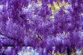 Amazing clusters of wisteria flowers Royalty Free Stock Photo