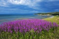 Amazing coastal fireweed, Newfoundland