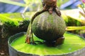 Amazing Coconut Bonsai grows on water