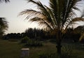 Amazing coconut tree talking with a sculpture and posing in the photograph during the sunset