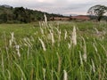 Amazing collection of weeds