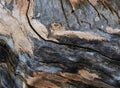 Amazing Color And Texture On Fallen Tree