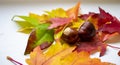 Amazing Colorful Background of Autumn Maple Tree and Chestnuts Leaves Background Close up. Multicolor Maple and Chestnuts. Leaves Royalty Free Stock Photo