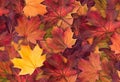 Amazing colorful background of autumn maple tree leaves background close up. Multicolor maple leaves autumn background. Royalty Free Stock Photo