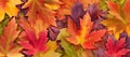 Amazing colorful background of autumn maple tree leaves background close up. Multicolor maple leaves autumn background. High Royalty Free Stock Photo