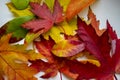Amazing Colorful Background of Autumn Maple Tree Leaves Background Close up. Multicolor Maple Leaves Autumn Background. High Royalty Free Stock Photo