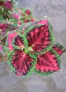 Amazing Colorful Foliage of Coleus Plants Growing in the Garden Royalty Free Stock Photo