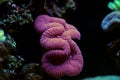 Amazing colorful Lobophyllia LPS coral