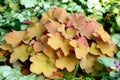 Amazing colorful orange and pink heuchera in the garden closeup. Royalty Free Stock Photo