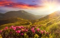 Amazing colorful sundown in mountains with majestic sunlight and pink rhododendron flowers on foreground. Dramatic colorful scene Royalty Free Stock Photo