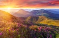 Amazing colorful sundown in mountains with majestic sunlight and pink rhododendron flowers on foreground. Dramatic colorful scene