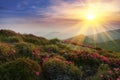 Amazing colorful sundown in mountains with majestic sunlight and pink rhododendron flowers on foreground. Dramatic colorful scene Royalty Free Stock Photo