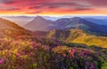 Amazing colorful sunrise in mountains with colored clouds and pink rhododendron flowers on foreground. Dramatic colorful scene wit Royalty Free Stock Photo