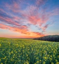 An amazing colorful sunset scene over a yellow field of blooming canola Royalty Free Stock Photo