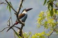 Amazing and colorful toucan perched in a bush