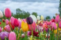 Amazing colorful tulips blooming in a field, against the background of the blurry blue sky