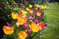 Amazing colorific tulips in the garden