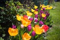 Amazing colorific tulips in the garden