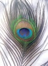 Amazing colourful peakok feather in white background