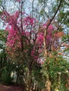 Amazing colourful plant in a jungle