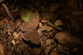 Amazing common threering ypthima asterope butterfly.