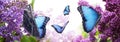 Amazing common morpho butterflies in lilac garden, banner design