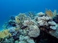 Amazing corals in the Red Sea