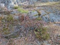 Amazing Coseup View Of Colorful Plants On Stones. Beautiful Nature Backgrounds. Royalty Free Stock Photo