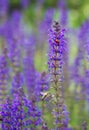 Amazing couple: a bee and the ladybug