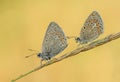 Amazing couple of colorful figured butterfies blue tit on a green spring glade in the morning dew Royalty Free Stock Photo