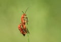 Amazing couple of red Rhagonycha fulva in spring green meadow