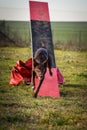 Amazing, crazy brown border collie is on see-saw