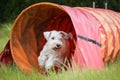 Amazing, crazy white dog is running in agility tunnel.