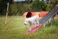 Amazing, crazy white dog is on see-saw.